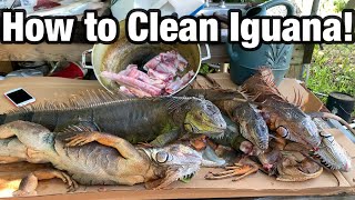 HOW TO CLEAN IGUANA FOR MEAT THE FASTEST WAY TO HARVEST [upl. by Ethben]