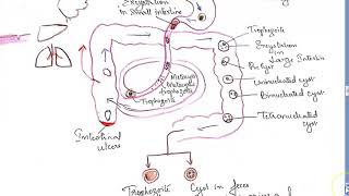 Parasitology 026 b Entamoeba Histolytica Classification Amoebiasis life cycle excystation colon [upl. by Haiasi571]