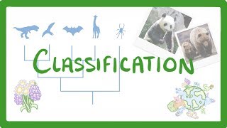 GCSE Biology  Classification 80 [upl. by Inihor]