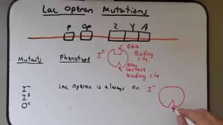 Gene Regulation lac operon mutations [upl. by Celia]