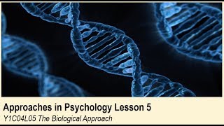 ALevel Psychology AQA Approaches in Psychology  The Biological Approach [upl. by Tennies]