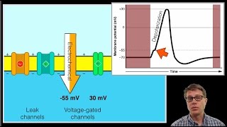 The Action Potential [upl. by Emarej]