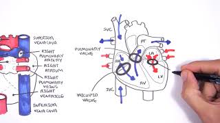 Introduction to Cardiac Heart Anatomy and the Chest Xray [upl. by Sheelah760]