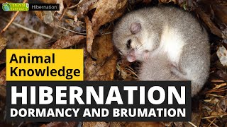 All About Hibernation  Animals for Kids  Educational Video [upl. by Oira]