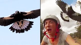 Ozzy Man Reviews MAGPIES [upl. by Enelia302]