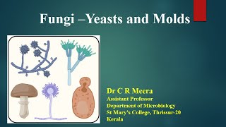 Fungi  Yeast and Molds  Dr C R Meera [upl. by Verney803]