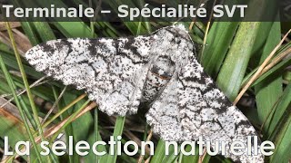 La sélection naturelle  SVT  Terminale [upl. by Azyl726]