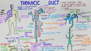 Thoracic Duct  Largest Lymphatic Duct  Anatomy  Course  Tributaries  Clinical [upl. by Aurea]