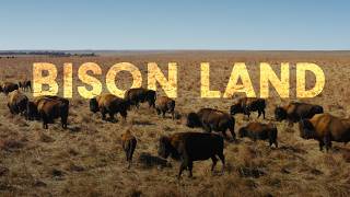 How Bison Are Saving Americas Lost Prairie [upl. by Ardnuat28]