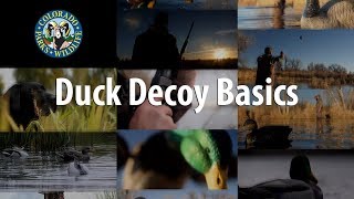 Duck Decoy Basics [upl. by Terrance]