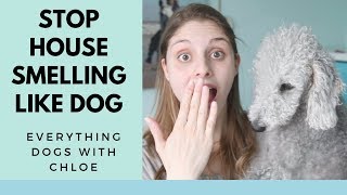 MY HOUSE SMELLS LIKE DOG  HOW TO STOP THIS [upl. by Copp]