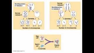 Chromosomal abnormalities [upl. by Eibur]