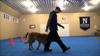 Tucker Leonberger Dog Training Video [upl. by Nitsed342]