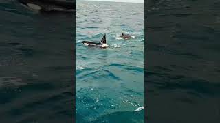 Orca Whale Watching Iceland [upl. by Rudolph]