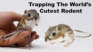 Catching Kangaroo Rats Trapping The Worlds Cutest Rodents Mousetrap Monday [upl. by Hoisch575]