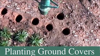 How To Plant Groundcovers  Dwarf Mondo Vinca Minor Periwinkle and pachysandra [upl. by Hasina]