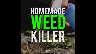 Homemade Weed Killer [upl. by Marala]