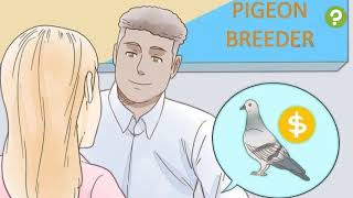 Comment élever et entraîner un pigeon voyageur [upl. by Che831]