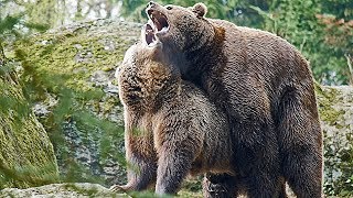 Nationalpark Bayer Wald BraunBären flirten und paaren sich Mating [upl. by Gavan967]