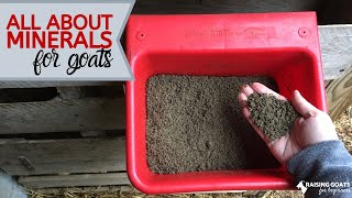 What You Need to Know About Goat Minerals [upl. by Eeladnerb207]