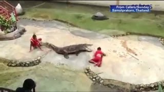 Crocodile bites down onto trainers head [upl. by Georgie]