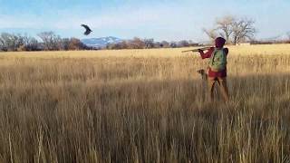 Pudelpointer  First Pheasant Hunt [upl. by Samled]