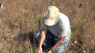 Collecting Seed from Little Bluestem for Seed Bank [upl. by Netsryk606]