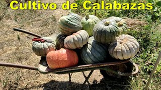 Cultivo de calabaza en huerto orgánico [upl. by Naesal]