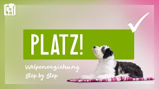 Hund Platz beibringen  Welpenerziehung Step by Step [upl. by Aiza849]