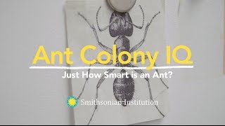 Ant Colony IQ Just How Smart is an Ant [upl. by Reste463]