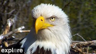 Decorah Eagles powered by EXPLOREorg [upl. by Yartnod711]