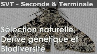 SVT  Seconde amp Terminale  Dérive génétique sélection naturelle biodiversité [upl. by Atirihs966]