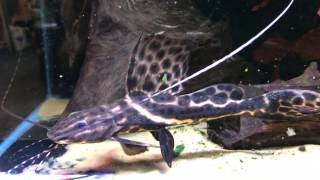 Sailfin Marbled Catfish  Leiarius pictus [upl. by Animehliw]