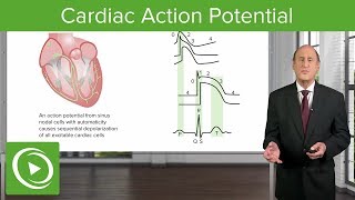 Cardiac Action Potential  Cardiology  Lecturio [upl. by Nydroj]