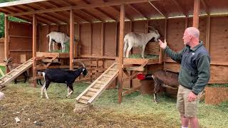 How to Build a Goat Shelter [upl. by Shayne]