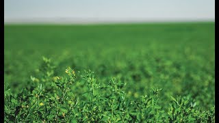 Preparing the Soil and Field for Alfalfa Hay [upl. by Cori]