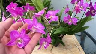 DENDROBIUM PHALAENOPSIS ORCHID CARE TIPS [upl. by Omura]