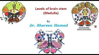 practical brain stem levels  Medulla [upl. by Aneehta]