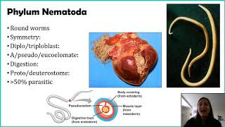 Phylum Nematoda [upl. by Aihsekan]