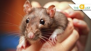 5 Fascinating Facts About Rats [upl. by Noswal]