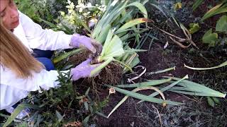 How to Divide Iris Rhizomes [upl. by Golanka375]