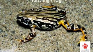 Frogs and their calls [upl. by Haag]