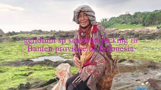 gelidium sp seaweed picking in Banten province of Indonesia [upl. by Narat213]