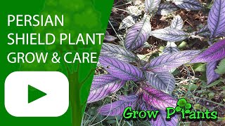 Persian shield plant  grow amp care Strobilanthes dyerianus [upl. by Bloom]