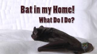 How to Remove a Bat from your Home [upl. by Eanej]