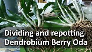 Repotting and dividing Dendrobium Berry Oda [upl. by Parhe]