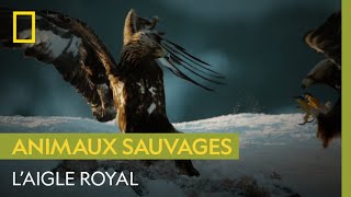 Majestueux aigle royal [upl. by Nogem860]