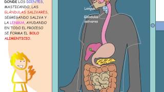 La digestión paso a paso [upl. by Demb]