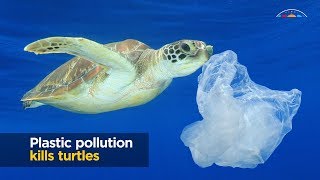 Turtles and plastic pollution [upl. by Eberta271]