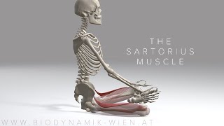 Sartorius Muscle 4K Animation [upl. by Richia]